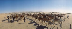 Panorama de uma caravana de camelos de sal nos arredores de Fachi. PERTO DE FACHI, NIGER. de James L Stanfield
