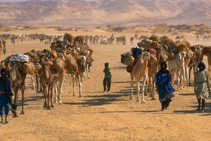 Caravana de camelos de sal à saída de Fachi. PERTO DE FACHI, NIGER.