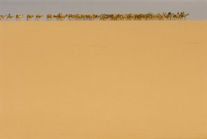 Caravana de sal a caminho de Agadez, Nigéria. A CAMINHO DE AGADEZ, NIGÉRIA, NIGER. de James L Stanfield