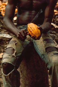 Visto apenas do peito até aos joelhos, um homem está sentado enquanto parte uma vagem de cacau (... de James L Stanfield