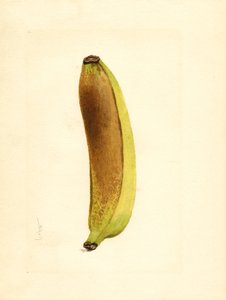 Banana (Musa) (aguarela) de James Marion Shull