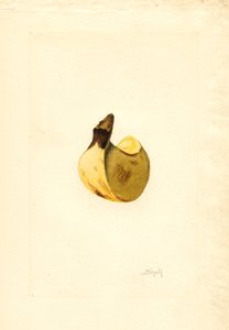 Banana (Musa) (aguarela) de James Marion Shull