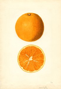 Laranjas precoces de Boone (Citrus sinensis) (aguarela)