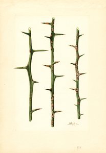 Cancro dos citrinos no caule de uma laranjeira (Poncirus trifoliata) (aguarela)