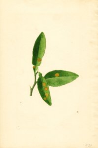 Folha de laranjeira (Citrus aurantium) doente (aguarela)