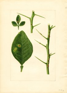 Folha e galho de laranjeira doente (Poncirus trifoliata) (aguarela) de James Marion Shull