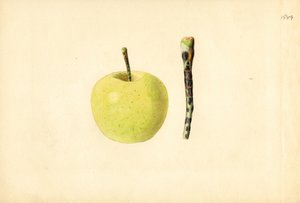 Maçã Golden Delicious ( Malus domestica) (aguarela)