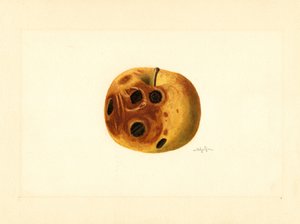 Maçã de Grimes ( Malus domestica) (aguarela)
