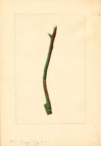 Galho de laranjeira (Citrus sinensis: Valência) (aguarela) de James Marion Shull