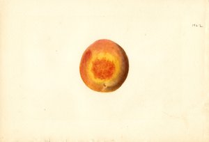 Pêssego ( Prunus persica: Elberta) (aguarela)