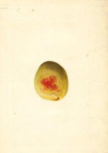 Pêssego ( Prunus persica: Elberta) (aguarela)