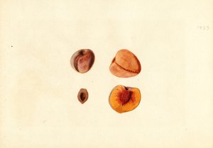 Pêssegos ( Prunus persica: Hutchkins) (aguarela)