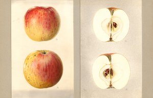 Maçãs de junho de Wilson (Malus domestica) (aguarela)