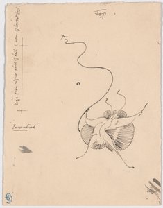 Borboleta "Encontrada" (anverso); Esboço para o arremate (verso)