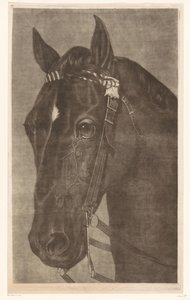 Cabeça de um cavalo com freio de James Newman Hodges