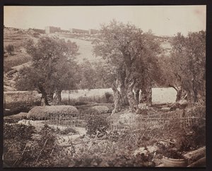 Getsémani [Jerusalém. Monte das Oliveiras] de James Robertson