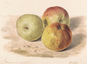 The Summer Lodden, Set. 1832: Um Estudo de Natureza Morta de Três Maçãs