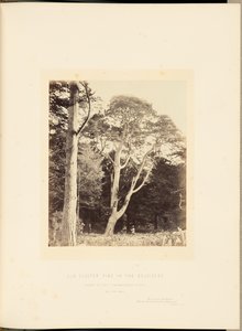 Pinheiro antigo em Belvidere de James Sinclair, 14th Earl of Caithness