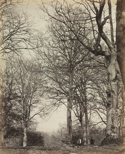 Faia da Rainha Adelaide de James Sinclair, 14th Earl of Caithness