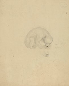 Um Urso de James Sowerby