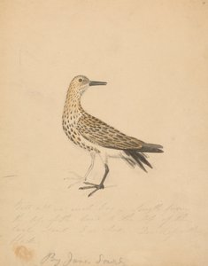 Um pássaro de James Sowerby