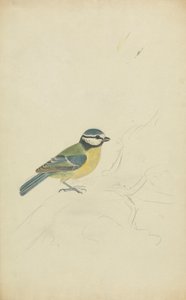 Um título azul de James Sowerby