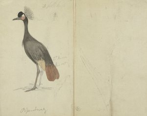 Um guindaste de James Sowerby