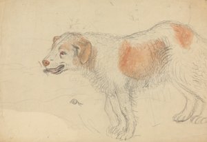 Um cão de James Sowerby