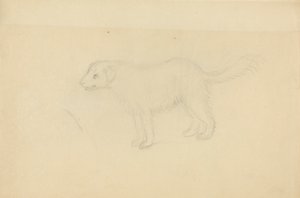 Um cão de James Sowerby