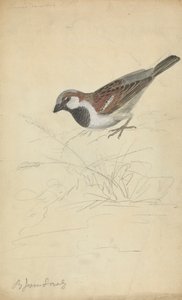 Um pardal doméstico de James Sowerby