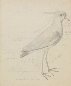 Um Lapwing de James Sowerby