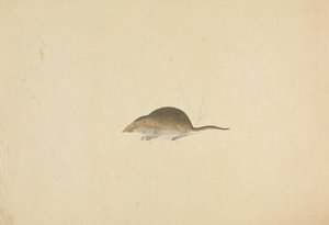 Um Musaranho de James Sowerby