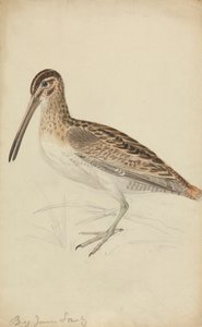 Uma narceja de James Sowerby