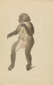 O mandril de James Sowerby