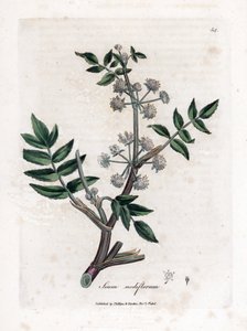 Ache falso agrião de água - Pastinaca de água rasteira, Sium nodiflorum. Gravura em chapa de cobre colorida à mão a partir de uma ilustração botânica de James Sowerby de William Woodville e Sir William Jackson Hooker