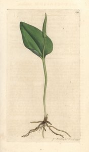 Língua de Adder, Ophioglossum vulgatum (Ophioglossum) Gravação em chapa de cobre colorida à mão depois de uma ilustração de James Sowerby da revista inglesa Botany de James Smith, Londres de James Sowerby