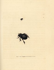 Escaravelho de Afodius arenarius (Scarabaeus ovalis). Gravura em chapa de cobre colorida à mão por James Sowerby de The British Miscellany, ou figuras coloridas de novos, raros, ou pouco conhecidos sujeitos animais. de James Sowerby