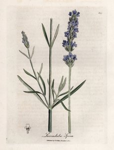 Alfazema apic. Gravura em cobre colorido à mão a partir de um desenho de James Sowerby (1757-1822), em Botanique Medicinale