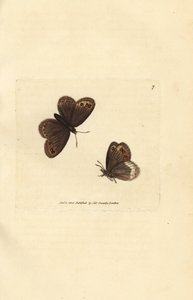 Arran brown, Erebia ligea (Papilio ligea). Gravura em chapa de cobre colorida à mão por James Sowerby de The British Miscellany, ou figuras coloridas de novos, raros, ou pouco conhecidos sujeitos animais. de James Sowerby