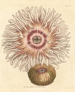 Anémona de Beadlet, Actinia equina. Gravura em chapa de cobre colorida à mão por James Sowerby de The British Miscellany, ou figuras coloridas de novos, raros, ou pouco conhecidos sujeitos animais. de James Sowerby