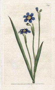 Bermuda com folhas estreitas - Litografia de James Sowerby (1757-1822), da revista Botanical de William Curtis (1746-1799) de James Sowerby