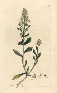 Bitter candytuft, Iberis amara. Gravura em chapa de cobre colorida à mão depois de uma ilustração de James Sowerby, de James Smith