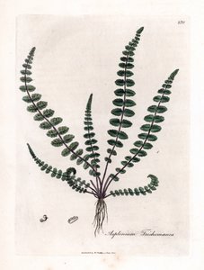 Doradilla preta ou falso capilar (samambaia) - samambaia ou baço comum, Asplenium trichomanes. Gravura em chapa de cobre colorida à mão a partir de uma ilustração botânica de James Sowerby de William Woodville e Sir William Jackson Hooker