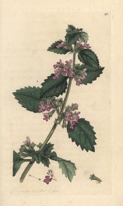 Black horehound, Ballota nigra (Ballote noire) Gravura em chapa de cobre colorida à mão depois de uma ilustração de James Sowerby da revista inglesa Botany de James Smith, Londres de James Sowerby