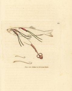 Parasita de copépode alimentado com sangue no olho de um spray, Lernaeenicus sprattae (Lernaea sprattae). E outro verme estranho encontrado sobre uma concha de ostra. Gravura em chapa de cobre colorida à mão por James Sowerby de The British Miscellany, ou  de James Sowerby