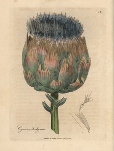 Alcachofra azul e roxa florida, Cynara scolymus de James Sowerby