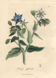 Borragem florida azul, Borago officinalis de James Sowerby