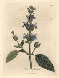 Salva florida azul, Salvia officinalis de James Sowerby
