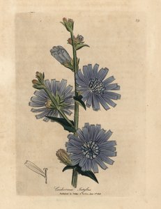 Cichorium intybus, Cichorium intybus, suco ou chicória selvagem florida azul