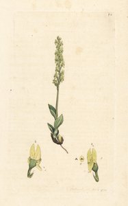 Orquídea de pântano, Hammarbya paludosa (Marsh tway-blade, Malaxis paludosa). Gravura em chapa de cobre colorida à mão depois de uma ilustração de James Sowerby, de James Smith